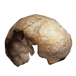 imagen de Cráneo del Paleolítico Superior (MARQ)